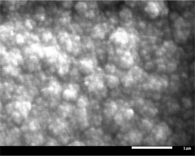 Top-view SEM image of BL. Catalyst was deposited on ITO-coated glass substrate.