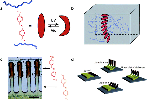 Photo-active artificial cilia.13 (a) Crosslinkable azobenzene moieties were utilized as photoactive mesogens in which a large structural change could be induced through the application of UV light. (b) The mesogens self-aligned upon ink-jet printing onto rubbed surfaces such that a splayed arrangement formed through the thickness of the film; this geometry resulted in differing molecular force and directionality throughout the film thus allowing controlled bending. (c) Artificial cilia printed with two different azobenzene units such that multiresponsive bending was achieved (scale bar = 0.5 mm). (d) A cartoon depicting the four cilia bending modes accessed through the application of different combinations of UV and Visible light. Reproduced in part with permissions from the Nature Publishing Group.13