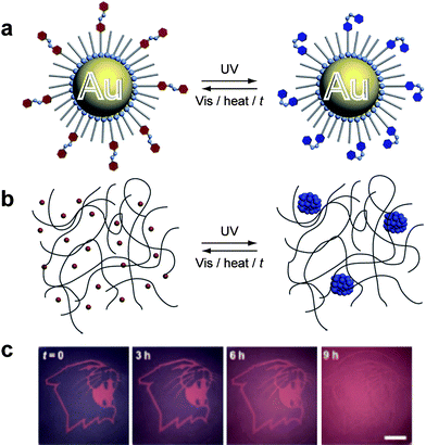 Self-erasing images.46 (a) Gold nanoparticles (NPs) bearing photoactive azobenzene ligands experience reversible surface dipoles in response to UV light. (b) Aggregation assemblies of NPs are formed on-demand within a polymer matrix resulting in macroscopic color changes. (c) Irradiation through a mask writes images on the flexible films that fade over time in visible light; further images may be written on the erased medium. Reproduced in part with permissions from Wiley-VCH.46