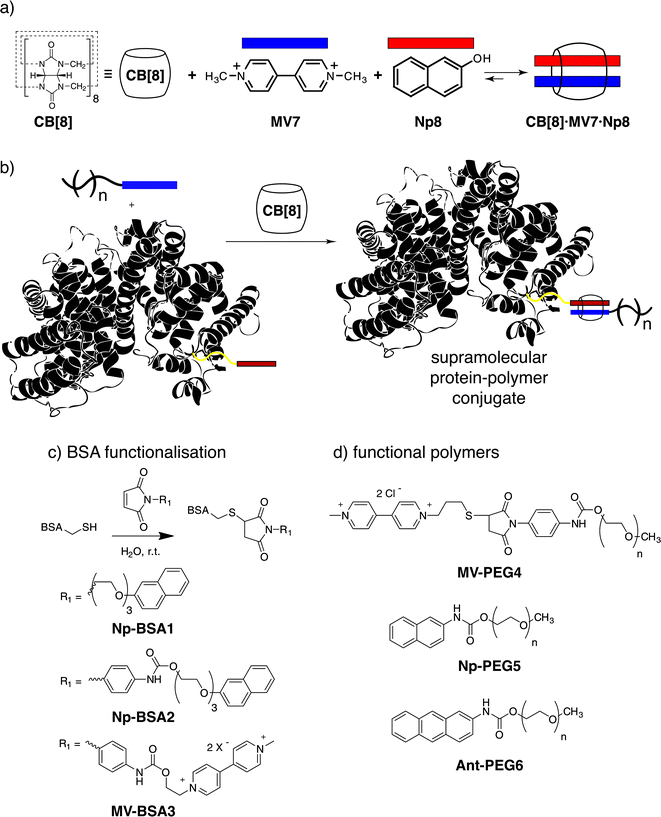 The macrocyclic host CB[8] can “handcuff” together an electron-poor first guest and electron-rich second guest forming a stable ternary complex both for small molecules (a) and functionalised macromolecules (b) in aqueous solution with high binding specificity. First and second guest functionalised BSA proteins (c) were prepared by maleimide-thiol-eneclick chemistry with a variety of linkers for CB[8] supramolecular bio-conjugation with complementary functionalised PEGs (d).