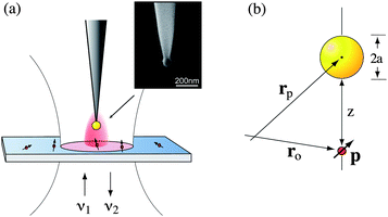 Configuration of single molecule fluorescence experiments. (a) A single gold nanoparticle (80 nm) supported by a sharpened dielectric fiber is brought close to a single molecule dispersed on a transparent glass cover slip. Sample and antenna are excited with a laser of frequency ν1. The emitted fluorescence at frequency ν2 is recorded as a function of molecule–antenna separation. The inset shows an electron micrograph of a fabricated gold nanoparticle antenna. (b) Geometry and coordinates used in the theoretical analysis.