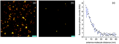 Single molecule fluorescence enhancement with a gold nanoparticle antenna. (a) Confocal fluorescence excitation rate image recorded in absence of the antenna by raster scanning the sample through the stationary excitation focus. Scale bar: 1 μm. (b) Near-field fluorescence image recorded with a 80 nm gold nanoparticle antenna. The antenna enhances the fluorescence intensity by a factor of 10 and improves the resolution to ∼60 nm. Scale bar: 200 nm. (c) Fluorescence enhancement as a function of molecule–antenna separation.