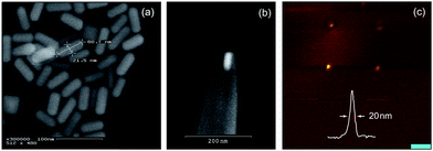 Optical half-wave antennas made of gold nanorods. (a) Colloidal synthesis of gold nanorods. (b) A single gold nanorod placed in the aperture of a nanoscale quartz pipette. (c) Near-field fluorescence image recorded with the optical half-wave antenna. The curve in the inset shows a cross-section through one of the fluorescence spots. Scale bar: 100nm.