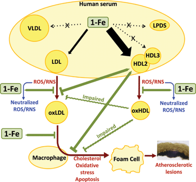 The selective affinity of 1-Fe to HDL2 and LDL of human serum and the consequential effects on their cardio protective functions.