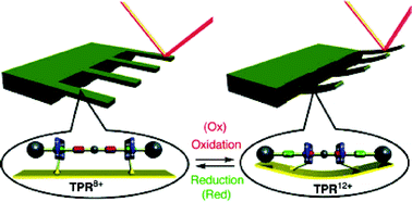 A thin gold surface coated with palindromic bistable [3]rotaxanes shows how chemical and electrochemical energy can be employed to bend a microcantilever, i.e., how chemical or electrochemical energy can be converted into mechanical energy. The tethered palindromic [3]rotaxane (TPR8+) contains two tetrathiafulvalene (TTF) stations near the termini of the dumbbell and two 1,5-dioxynaphthalene (DNP) stations at the center. The two electron deficient cyclobis(paraquat-p-phenylene) ( CBPQT4+) rings bear disulfide tethers such that TPR8+ can be assembled onto the gold surface. Oxidation of TTF by either chemical or electrochemical activation causes the shuttling of the CBPQT4+ rings to the DNP sites, shortening the inter-ring distance from 4.2 to 1.4 nm in a doubly bistable [3]rotaxane. The contraction of the microcantilever coated with TPR8+ has been achieved both chemically10b and electrochemically.10d