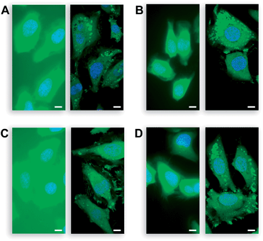 Live, unwashed HeLa cells incubated with acetate esters 2a and 2b, AM ethers 4a and 4b (10 μM) in DMEM–FBS for 20 min and counterstained with Hoechst 33342 (5% v/v CO2(g), 100% humidity); left panel: wide-field microscopy, right panel: confocal microscopy. (A) Acetate ester 2a (FDA). (B) AM ether 4a. (C) Acetate ester 2b (DFFDA). (D) AM ether 4b. Scale bars: 10 μm.