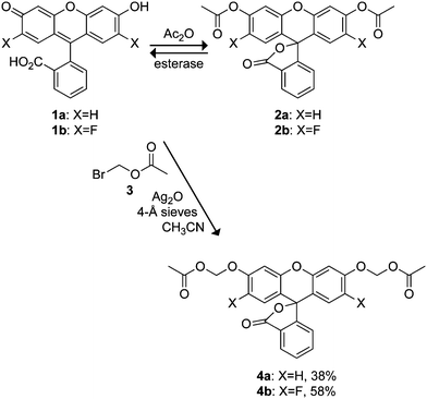 
          Fluorescein-based profluorophores.