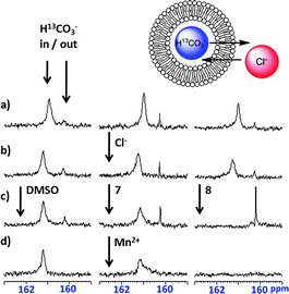 
          13C NMR evidence for H13CO3−/Cl− exchange promoted by 0.04 molar equiv. of thiourea transporter 8. a) before and b) after addition of a 50 mM NaCl pulse to EYPC vesicles containing 100 mM NaH13CO3 buffered to pH 7.4 with 20 mM HEPES, dispersed in 75 mM Na2SO4 buffered to pH 7.4 with 20 mM HEPES; c) 5 min after addition of a DMSO blank, urea 7, or thiourea 8; d) following addition of 0.5 mM MnCl2, a paramagnetic line broadening agent that only affects extravesicular bicarbonate.