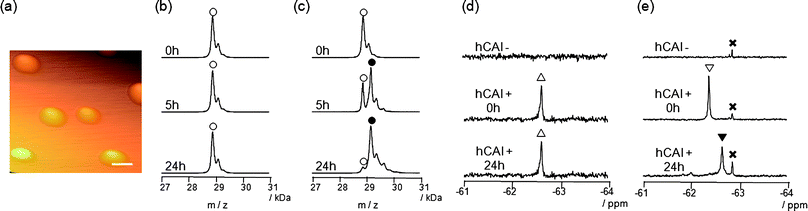 
            Self-assembly and protein labeling properties of reagents 1 and 3. (a) AFM image of self-assembled reagent 1 (25 μM) (scale bar, 500 nm). (b, c) MALDI-TOF mass spectra of a reaction mixture containing CAI (150 μM) and 3 (300 μM) (b) or 1 (300 μM) (c). (○) Native CAI (Mw = 28 781); (●) FB-CAI (Mw = 29 082). (d, e) 19F NMR spectra of a reaction mixture containing CAI (150 μM) and 3 (300 μM) (d) or 1 (300 μM) (e). (△) Complex of CAI and 3; (▽) complex of CAI and 1; (▼) FB-CAISA; (×) FBOHOH.