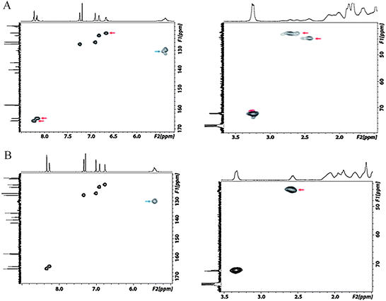 Partial 1H-13C HSQC spectra (400 MHZ, CDCl3, room temperature) of the macrocyclic dimer salen ligand (A) and the tetramer-hexamer salen ligand mixture (B). The signals discussed are indicated by arrows.