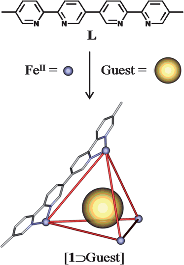 Schematic representation of the assembly of the tetrahedral [Fe4L6]8+host (1) incorporating a guest anion.