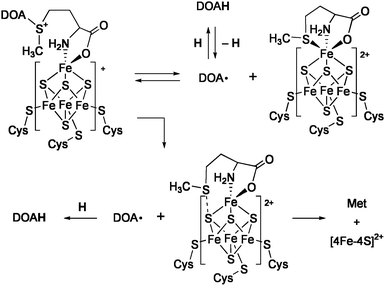 Two mechanisms for the reductive cleavage of SAM.