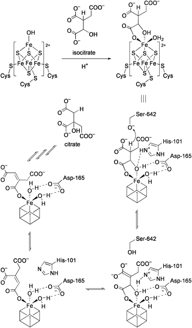 Mechanisms for the conversion of isocitrate to citratevia cis-aconitate.