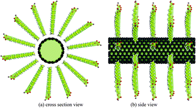 Initial configuration of 35 SDS molecules surrounding a (10, 10) CNT.