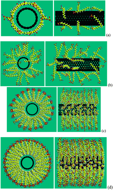 Typical aggregation morphologies of SDS molecules surrounding a (10, 10) CNT. Four morphologies correspond to four stages in variation of binding energy in terms of adsorption density as shown in Fig. 5: (a) 0.57 SDS per nm2 (corresponding to 12 SDS molecules), (b) 1.67 SDS per nm2 (35 SDS), (c) 5.25 SDS per nm2 (110 SDS), and (d) 9.73 SDS per nm2 (204 SDS).