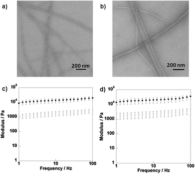 
            TEM images of hydrogels 1 (a) and 2 (b) and rheology data for hydrogels formed from compounds 1 (c) and 2 (d) in water. G′ (■) and G′′ ().