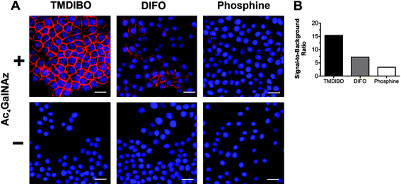 
          Fluorescence microscopy of LLC cell glycans (A). Cells were cultured with (+) or without (-) Ac4GalNAz (50 μM for 24 h and then incubated with a 5 μM solution of TMDIBO-AF647, DIFO3-AF647 or PHOS-AF647. Red: AF647, Blue: DAPI nuclear stain. Scale bar is 25 μm. Images were analyzed by quantitative imaging cytometry and signal-to-background ratio (B), determined from the MFI of cells cultured with (+) or without Ac4GalNAz. Signal-to-background ratios represent means of two independent measurements (ca. 10,000 events counted per well).