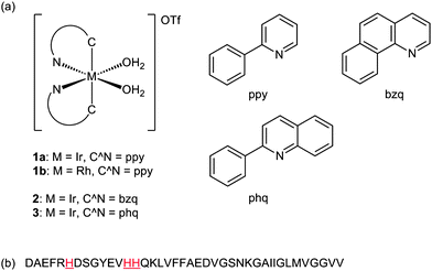 (a) Chemical structures of the solvato complexes 1–3 bearing different metal centers and C^N ligands. (b) Amino acid sequence of the Aβ1–40peptide with the histidine residues highlighted.