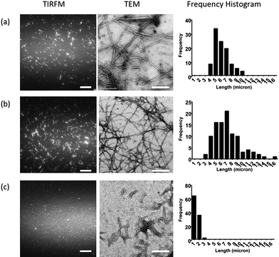 
          TIRFM
          fluorescence images (left), TEM images (centre) and the frequency histogram (right) of 50 μM Aβ peptide incubated at 37 °C for 1 h in seed-mediated growth in the presence of: (a) 0 μM; (b) 1 μM; and (c) 5 μM of the complex 1b. The histograms were established by measuring the length of a total of 100 fibrils in each condition. The scale bar for TIRFM and TEM images are 20 μm and 200 nm, respectively.