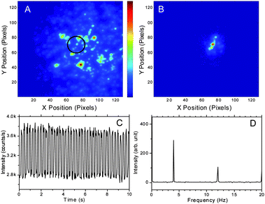 The range of the image A and B: 16.7 μm × 16.7 μm. (A) Raw image of an individual frame of 200-nm crimson beads immobilized in a PVA film imaged with Andor iXon CCD camera at 40 Hz. The primary laser is a defocused cw 543 nm He–Ne laser (5 kW cm−2, ∼8 μm fwhm). The black circle indicates depletion laser position (765 nm cw Ti-sapphire laser, 1.2 MW cm−2, modulated at 4 Hz, ∼1.6 μm fwhm). (B) Demodulated image showing the extraction of the signal from the pixels that are simultaneously exposed to both lasers. (C) Fluorescence trajectory from the central region exposed to both lasers. (D) Fourier transform of the time trace in C. The modulation depth is ∼30% as the constant offset on the CCD is ∼1000 counts pixel−1frame−1.