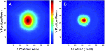 Modulated Alexa 594 fluorescence in solution. The range of the images: 8 μm × 8 μm. (A) Raw image of an individual frame of Alexa 594 solution fluorescence with defocused 535 nm pulsed excitation (∼700 W cm−2) and tightly focused 745 nm pulsed co-illuminating depletion laser (200 kW cm−2) modulated at 6 Hz, coupled with synchronous CCD detection at 60 Hz. (B) Demodulated image showing the extraction of the smaller region yielding signal from the pixels that are simultaneously exposed to both lasers.