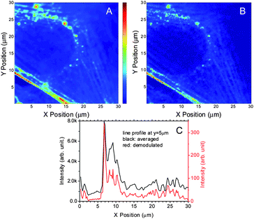 Confocal scanning of NIH3T3 cells using STED demodulation. (A) The primary laser is 40 W cm−2 at 535 nm. The depletion laser is 150 kW cm−2 at 745 nm. Modulation frequency is 50 Hz. The range of the images: 30 μm × 30 μm. A. The averaged 3T3 image. (B) The demodulated 3T3 image. (C) is the line profile of averaged and demodulated images at y = 5 μm.