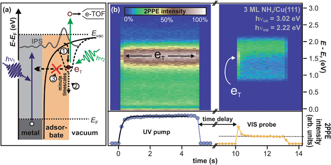 (a) 2PPE scheme and illustration of the electron trapping process: electron localization at preexisting sites (1) and subsequent energetic stabilization proceeding on minute timescales (2), because electron transfer back to the substrate (3) is almost completely suppressed. See text for details. (b) Pump–probe experiment of crystalline NH3/Cu(111) on macroscopic timescales. (2PPE intensity is represented in false colors.) Left: the sample is irradiated by UV light for 5 s until the photostationary state is reached. The bottom panel depicts the intensity evolution (blue markers). The exponential fit (black curve) unveils a rise time of 0.25 s. Right: after 5 s of darkness, the trapped electron population is probed by VIS light and efficiently depopulated as apparent from the intensity trace at the bottom (orange markers). The dotted line indicates the constant background.