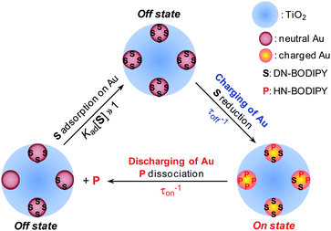 Schematic of kinetic mechanism for photocatalytic reduction over Au/TiO2. S and P are the substrate (DN-BODIPY) and fluorescent product (HN-BODIPY), respectively. The blue, brown, and orange spheres show the TiO2, and the neutral and charged Au nanoparticles, respectively. The charging process occurs during the τoff until the EF of a Au nanoparticle raises to a certain level, at which a product is generated and discharging occurs. This event marks the end of τoff and the start of τon. Discharging continues during τon to generate more product molecules until the EF drops to a certain level; the τon does not end, however, until all product molecules dissociate from the nanoparticle surface.