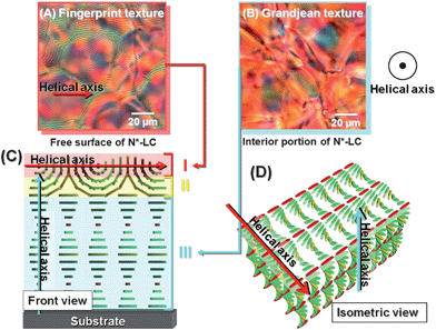 
            POM photographs of the horizontal N*-LC (system 1). (A) The fingerprint texture observed at the surface of the horizontal N*-LC and (B) the Grandjean texture observed in the inner layer of the horizontal N*-LC. (C) The cross section of model structure of the horizontal N*-LC and (D) the schematic representation of the horizontal N*-LC. The N*-LC molecules are represented as cuboid blocks.