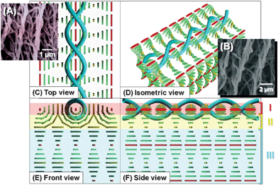 
            SEM images and formation mechanism of the horizontally aligned H-PA in the horizontal N*-LC. (A), (B) SEM image of H-PAs synthesised in the horizontal N*-LC. Formation mechanism of the horizontally aligned H-PA in the horizontal N*-LC, showing (C) top, (D) isometric, (E) front and (F) side views. The N*-LC molecules and the H-PAs are represented as cuboid blocks and blue tubes, respectively.