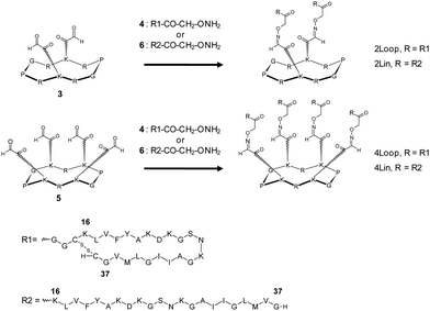 Chemical structures of peptide edifices.
