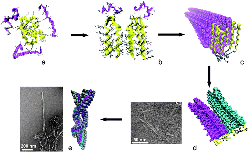 Proposed model for fibril formation, based on compound 4Lin. For clarity the template is not represented in a, b and e, and peptide fragments are represented by sticks and ribbons. The template of the first monomer is highlighted in black in c and d, and the four peptide fragments are ribbon representation in yellow.