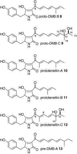 Tetramic acids observed in this study.