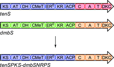 Construction of chimaeric PKS-NRPS.