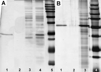 (A) SDS/PAGE analysis (by silver staining15) of the binding of 6 to the GST in an E. coli lysate (1/3 of total volume in each lane): lane 1, elution by GSH (see Fig. S5 in supporting information); lane 2, 1st wash; lane 3, lysate after the removal of 6; lane 4, cell lysate; lane 5, molecular weight marker. (B) SDS/PAGE analysis (by silver staining) of the binding of 6 to the GFP-TEV-HA-GST in an E. coli lysate (lane 1, 1/10 of total volume; the other lanes, 1/3 of total volume in each lane): lane 1, elution by GSH (see Fig. S8 in supporting information); lane 2, 1st wash; lane 3, cell lysate; lane 4, molecular weight marker. All washes were carried using 50 mM sodium phosphate buffer at pH 7.6.