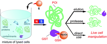 The GSH-decorated iron oxide nanoparticles selectively bind to GST fusion proteins from a cell lysate and their down-stream applications.