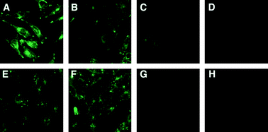 Uptake of 1 μM Alexa Fluor 488-labeled c[RGDyK]-cryptophane4 targeting AsPC-1cells (A–D) and HFL-1 cells (E–H). Micrographs show 4 uptaken by cells after 1 h incubation (A, E). Targeting of 4 was relatively unaffected by co-incubation with 10 μM c[RADfK] (B, F). However, uptake of 4 was blocked by co-treatment with 10 μM c[RGDyK]peptide (C, G) and 0.15 mg mL−1 anti-αvantibody (D, H).