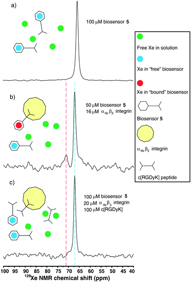 Hyperpolarized 129Xe NMR spectra of biosensor 5 alone, binding αIIbβ3 integrin, and blocked by c[RGDyK], all studies in Tris buffer (1 mM, pH 7.2) (a) 5 gave 129Xe NMR chemical shift at 65.8 ppm. (b) 5 and αIIbβ3 integrin in Tris buffer with 30% glycerol and 0.1% Triton X-100. “Free” biosensor gave 129Xe NMR chemical shift at 67.1 ppm, which was shifted 1.3 ppm downfield from “free” biosensor in (a) due to addition of glycerol. “Bound” biosensor appeared at 71.2 ppm, representing a 4.1 ppm downfield shift. (c) c[RGDyK] added to solution of 5 and αIIbβ3 integrin gave “free” biosensor at the same 129Xe NMR chemical shift, but no “bound” biosensor was detected.