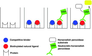 
            In vitro integrin competitive binding assay. One of three integrin proteins (αvβ3, αIIbβ3, αvβ5) was coated on a 96 well plate with overnight incubation. Biotinylated natural ligands (red circles) and c[RGDyK]-labeled cryptophane3 (competitive binder, blue circles) were added to the integrin and incubated for 3 h. Unbound compounds were removed with gentle washing and NeutrAvidin–HRP was added to each well. Bound NeutrAvidin–HRP was then quantified using tetramethyl benzidine horseradish peroxidase substrate.