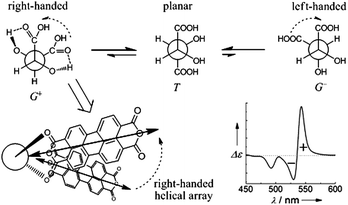 Conformation equilibrium of l-tartaric acid and the induced right-handed helical array of PDA due to the G+ conformer of l-tartaric acid. The right-handed helical arrangement of the transition dipole moments of PDA monomers would induce a positive Cotton effect at longer wavelength and a negative Cotton effect at shorter wavelength, known as the positive exciton-coupled CD illustrated in the CD spectrum.