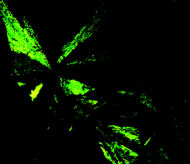 Optical photomicrographs (magnification 50×) showing the fan-shaped texture of the smectic A mesophase of compound (R,R)-4 at 60 °C on cooling.