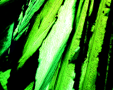 Optical photomicrographs (magnification 50×) showing the fan-shaped texture of the smectic A mesophase of compound (±)-11 at 60 °C on cooling.