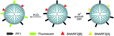 PAMAM as a core structure for multifunctional nanoprobes for monitoring pH and H2O2.