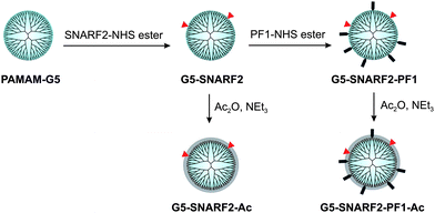 Synthesis of functionalized PAMAMs.