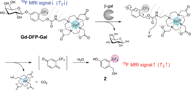 Structure of Gd-DFP-Gal and the principle for the 19F MRI detection of β-gal activity.