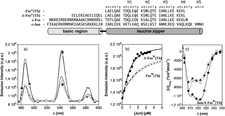 Top: Sequences of the DNA binding domains of c-Fos and c-Jun showing the basic region and leucine zipper regions and the sequences of the designed sensing peptides, where ϕ = Dap(DOTA[Tb3+]). Bottom: a) Dashed lines, emission spectra of 1 μM solutions of monomeric peptides FosWW[Tb] (○) and A-FosWW[Tb] (●) in HEPES buffer (10 mM HEPES pH 7.6, 100 mM NaCl). Solid lines, emission spectra of the complexes of FosWW[Tb] (○) and A-FosWW[Tb] (●) with c-Jun (9.2 μM and 3.8 μM, respectively); control experiment incubating A-FosWW[Tb] with 8 μM of natural c-Fos DNA binding domain (◇); b) titration curves of 1μM solutions of FosWW[Tb] (○) and A-FosWW[Tb] (●) with c-Jun. Emission at 545 nm with the best fit corresponding to a 1 : 1 binding mode (see ESI); c) circular dichroism spectra of c-Jun (▽), A-FosWW[Tb] (▲) and their 1 : 1 complex (●).