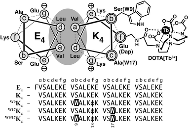 Top: A helical wheel representation of heterodimeric peptides E444 and K44, indicating as an example the Trp antenna and the DOTA[Tb3+] chelate on the external side of the helix in one of the derivatives (peptide W9W9K44). Positions a and d form the hydrophobic core (shaded grey); positions e and g form complementary electrostatic interactions. Bottom: Peptide sequences of the model heterodimeric leucine zippers and each of the luminescent derivatives studied. Mutations on each sequence: W9W9K44: Ser9 → Trp, Glu13 → ϕ; W17W17K44: Ala17 → Trp, Glu13 → ϕ; W9/W9/1717K4: Ser9 and Ala17 → Trp, Glu13 → ϕ, where ϕ = Dap(DOTA[Tb3+]).