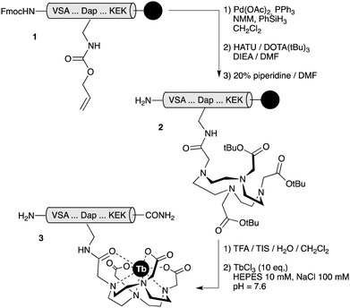 The reaction sequence for the synthesis of therbium-chelated peptides. TIS: triisopropylsilane; NMM: N-methylmorpholine.