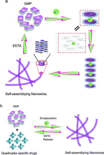 (a) Proposed model for Sr2+-mediated assembly/disassembly of 5′-GMP into functional nanowires and (b) its application as a controlled G-quadruplex specific drug release system.