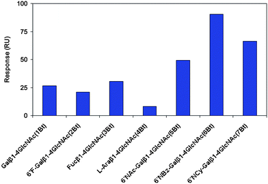 
            SPR imaging responses for equilibrium binding of RCA120 (800 nM) to an array of biotinylated Galβ1, 4-GlcNAc derivatives modified at the galactose 6-position (1Bt–7Bt). Data errors were typically in the ±10–15% range.13